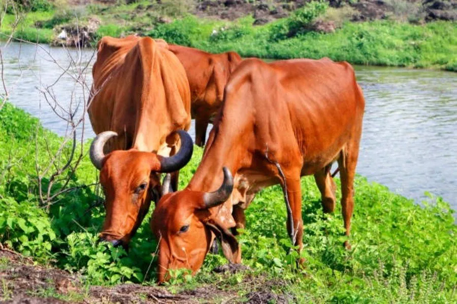 Lumpy skin disease in cattle 1.jpg