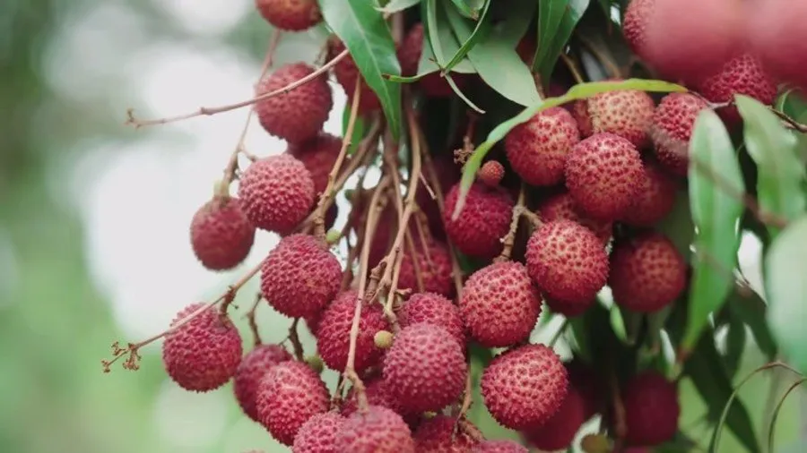 intercropping farming 2.jpg