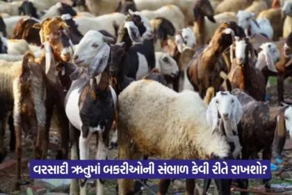 Goat Diseases in Rainy Season 1