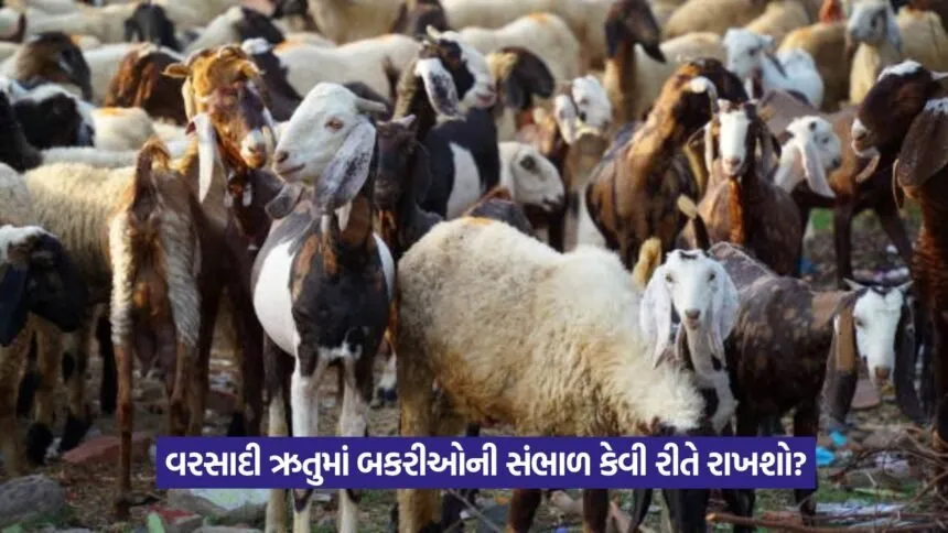 Goat Diseases in Rainy Season 1