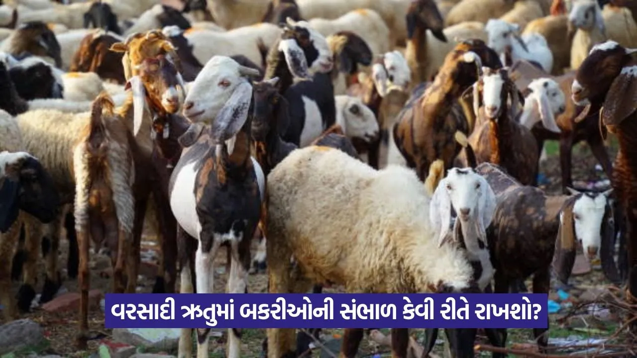 Goat Diseases in Rainy Season 1.jpeg