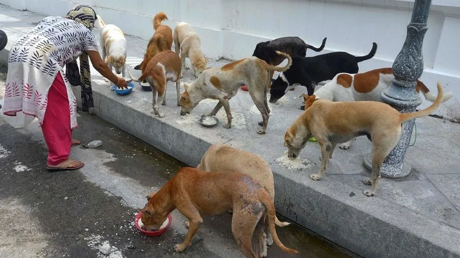 dog.jpg