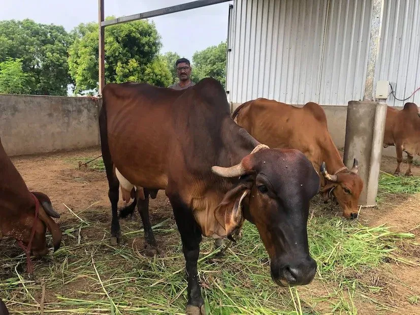 Animal Husbandry Success Story 2.jpeg