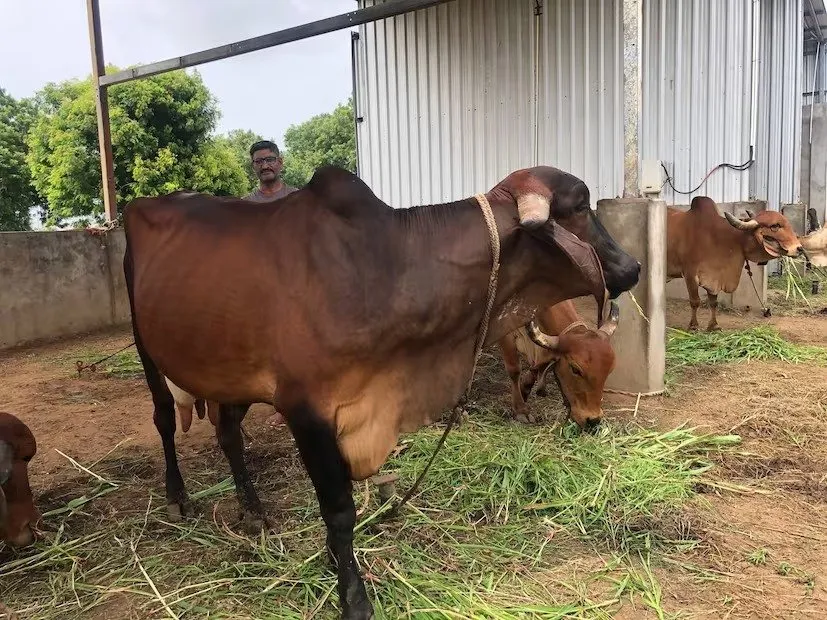 Animal Husbandry Success Story 3.jpeg