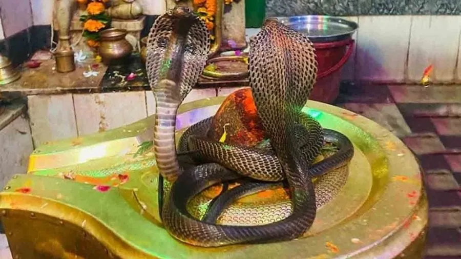 નાગ પંચમી: જાણો કઈ વસ્તુઓનું દાન કરવાથી નાગદેવતાના આશીર્વાદ મળે છે અને સંકટો ટળે છે! 2 nag panchami.jpg