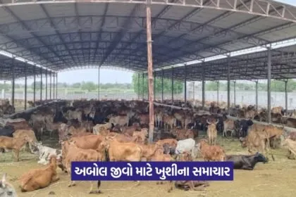 Animal Hospital Foundation Gujarat 1