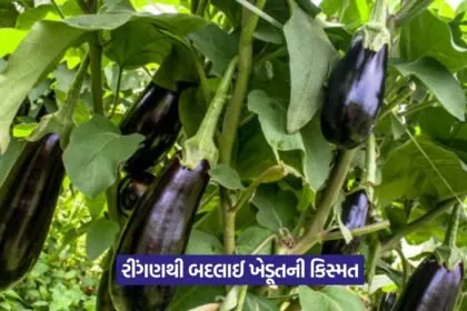 Brinjal farming success story 1