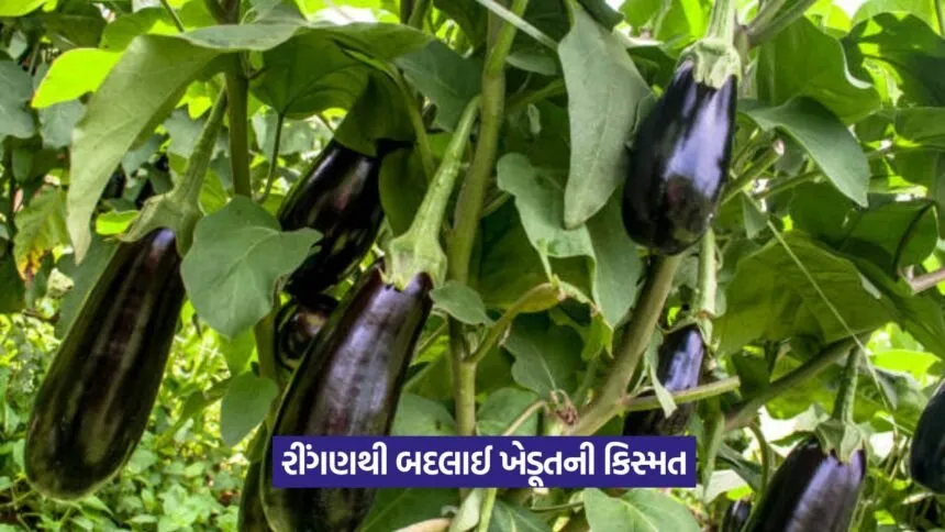 Brinjal farming success story 1