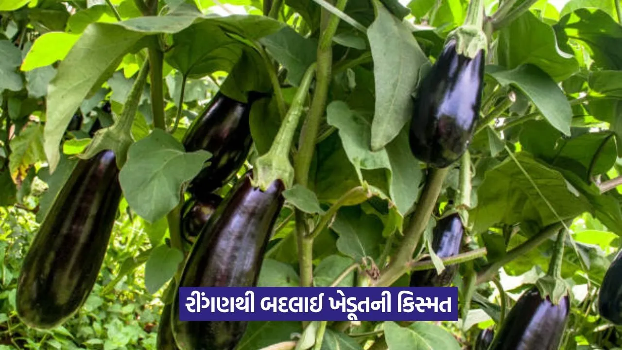 Brinjal farming success story 1.jpeg