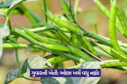 Guar farming profit 1