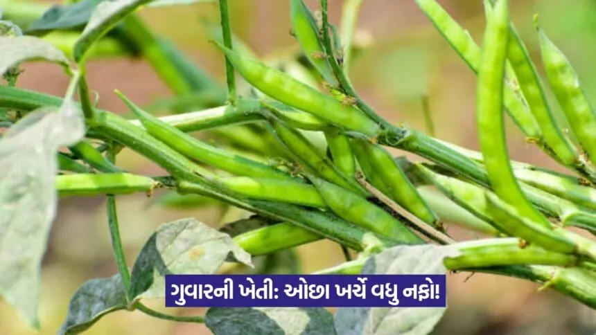 Guar farming profit 1