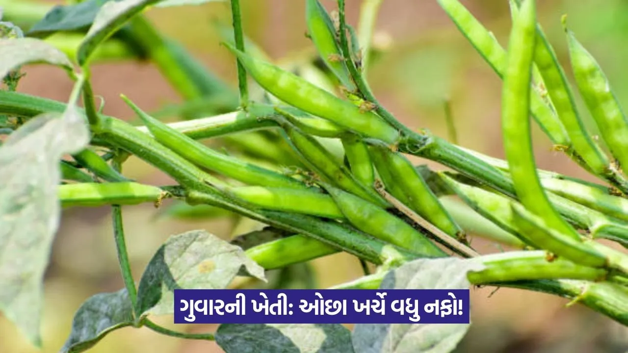 Guar farming profit 1.jpeg