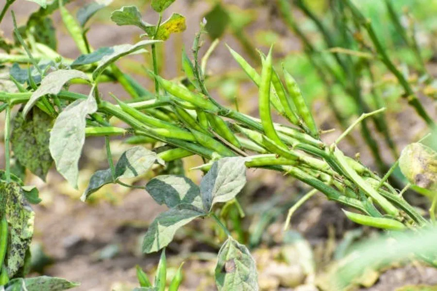 Guar farming profit 1.jpg