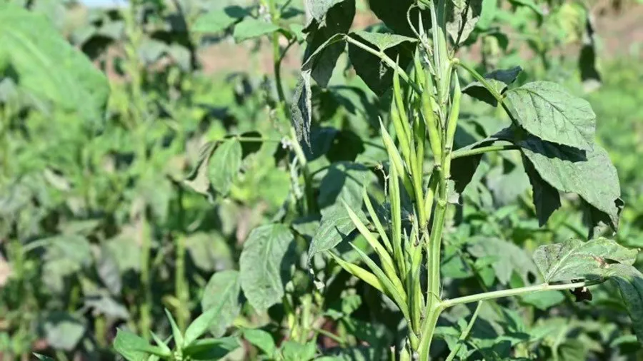 Guar farming profit 2.jpg