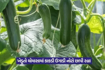 Cucumber farming in monsoon 1