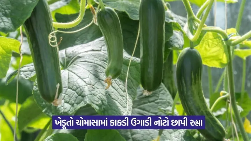 Cucumber farming in monsoon 1