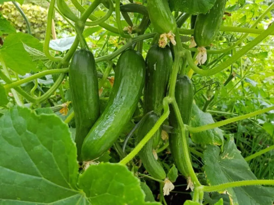 Cucumber farming in monsoon 2.jpg