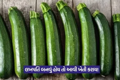 Exotic vegetable farming for high profit 1