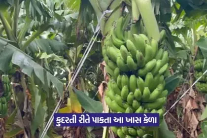 Profitable Banana Farming 1