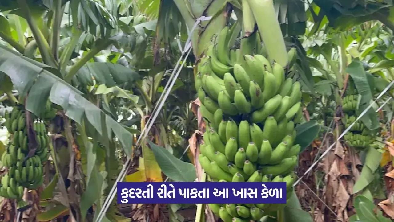 Profitable Banana Farming 1.jpeg