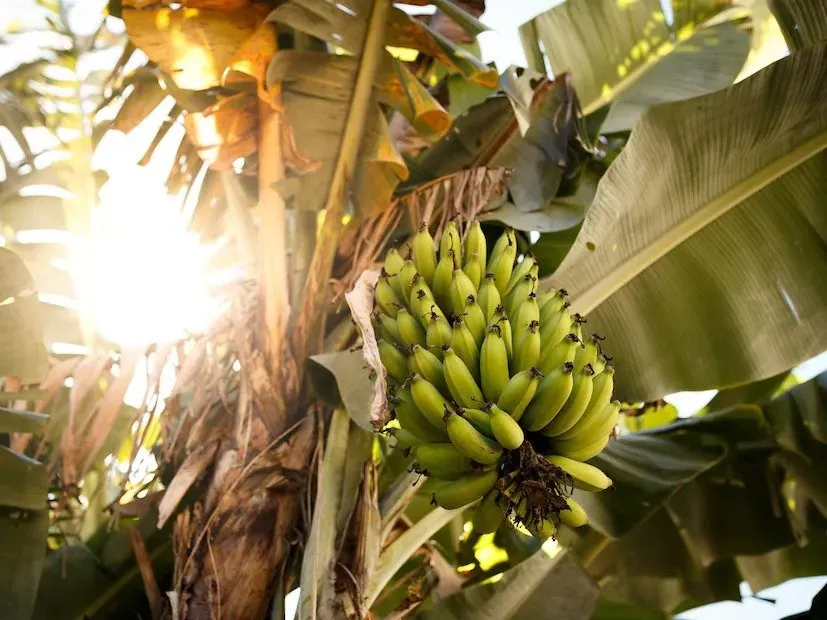 Profitable Banana Farming 2.jpeg
