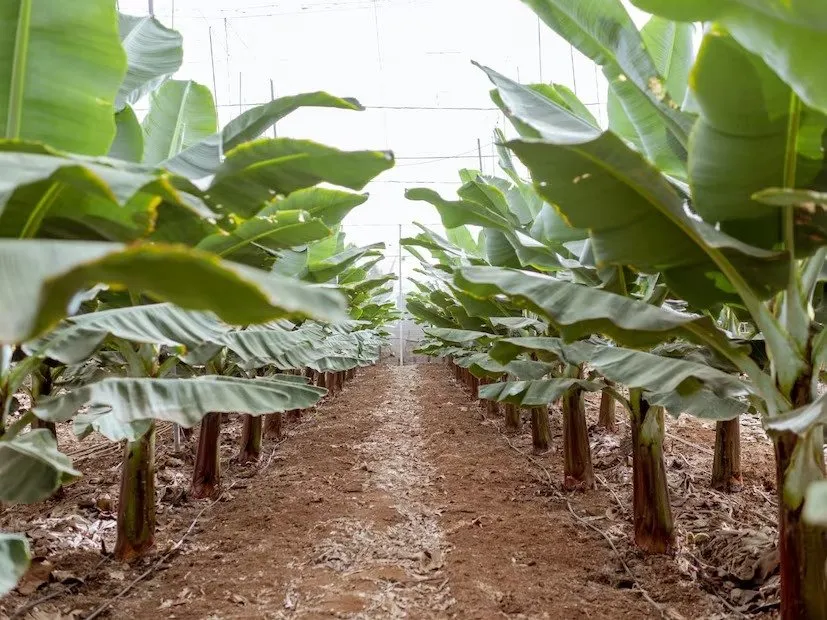 Profitable Banana Farming 3.jpeg
