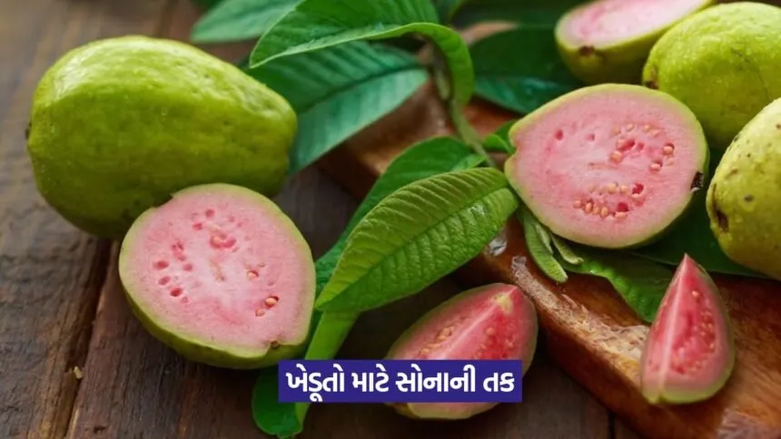 Red Diamond Guava Farming 1