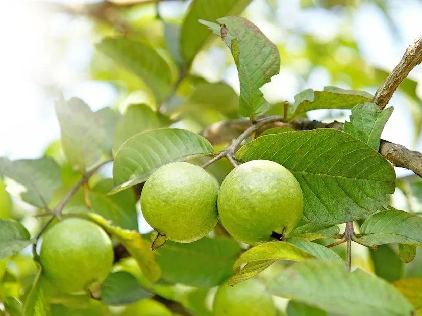 Red Diamond Guava Farming 2.jpeg