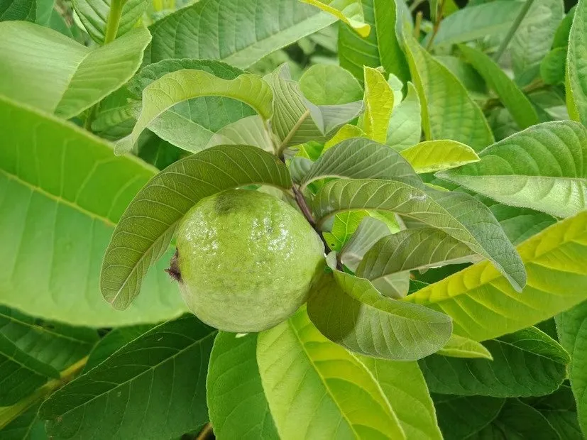 Red Diamond Guava Farming 3.jpeg
