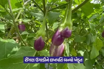 Brinjal Farming Tips 1