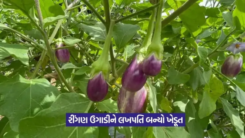 Brinjal Farming Tips 1