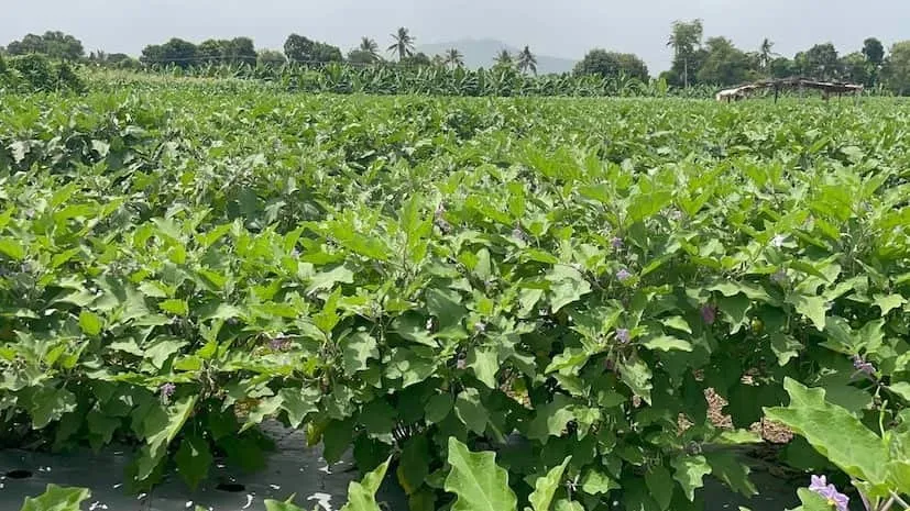 Brinjal Farming Tips 2.jpeg