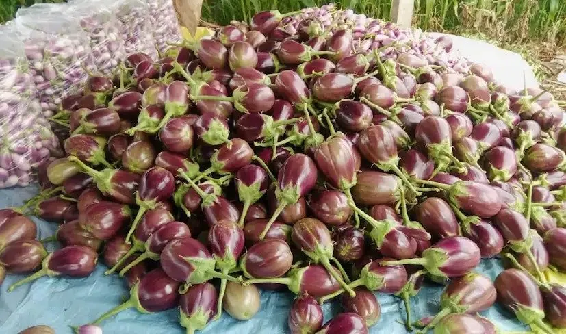 Brinjal Farming Tips 3.jpeg