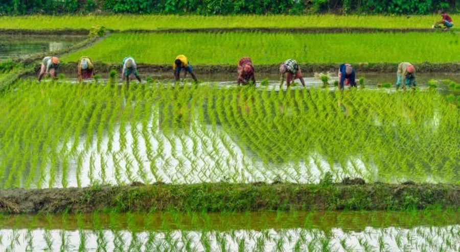 Fasal Bima Yojana 2025 2.jpg