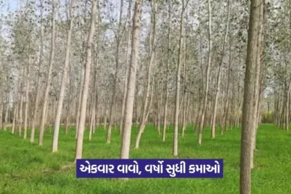 Tree Farming in August 1