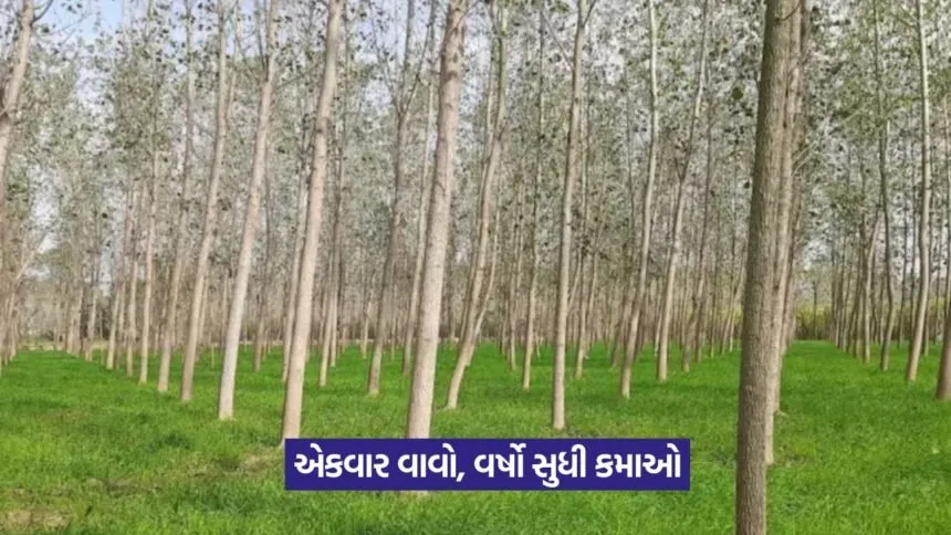 Tree Farming in August 1