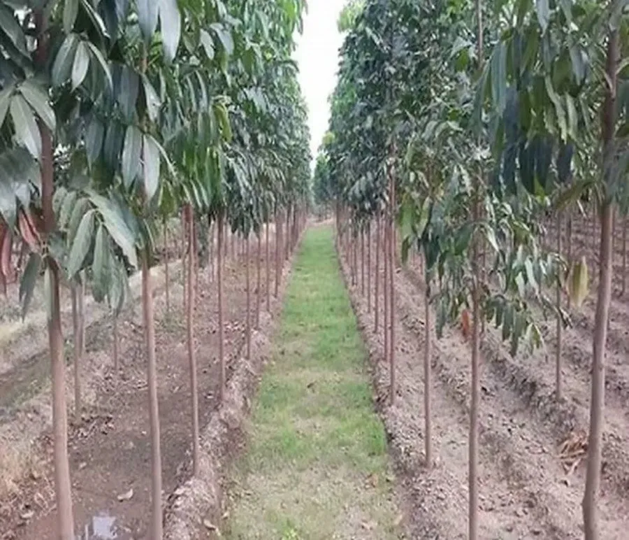 Tree Farming in August 1.jpg
