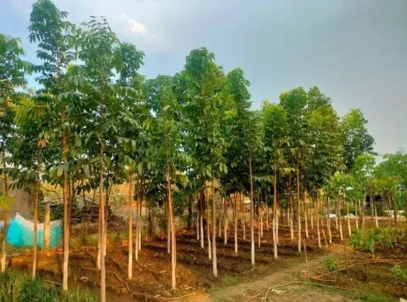 Tree Farming in August 2.jpeg