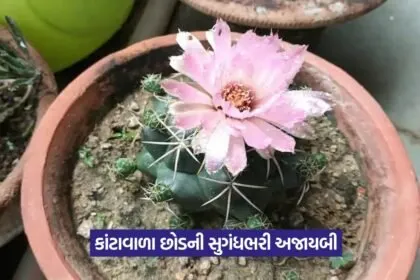 Night Blooming Cactus Flower 1