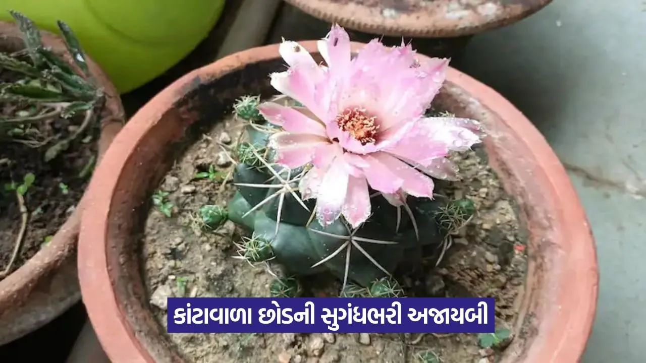 Night Blooming Cactus Flower 1.jpeg