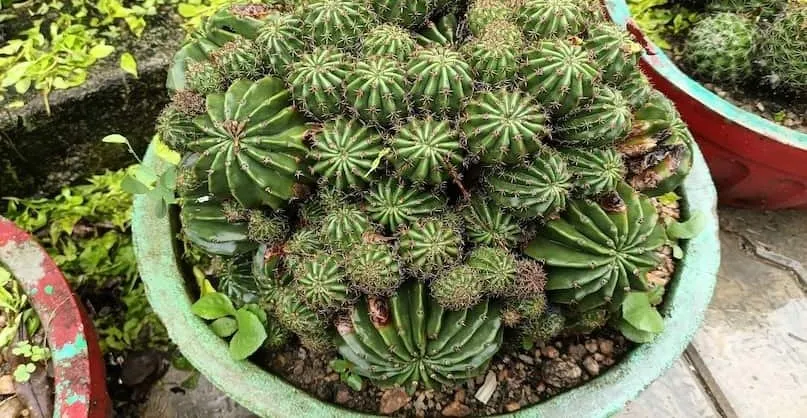 Night Blooming Cactus Flower 3.jpeg