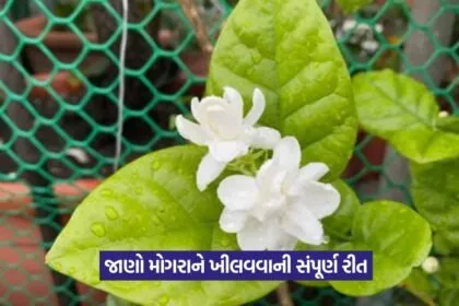mogra plant not flowering 1