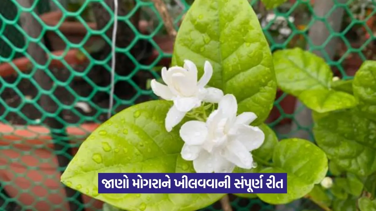 mogra plant not flowering 1.jpeg