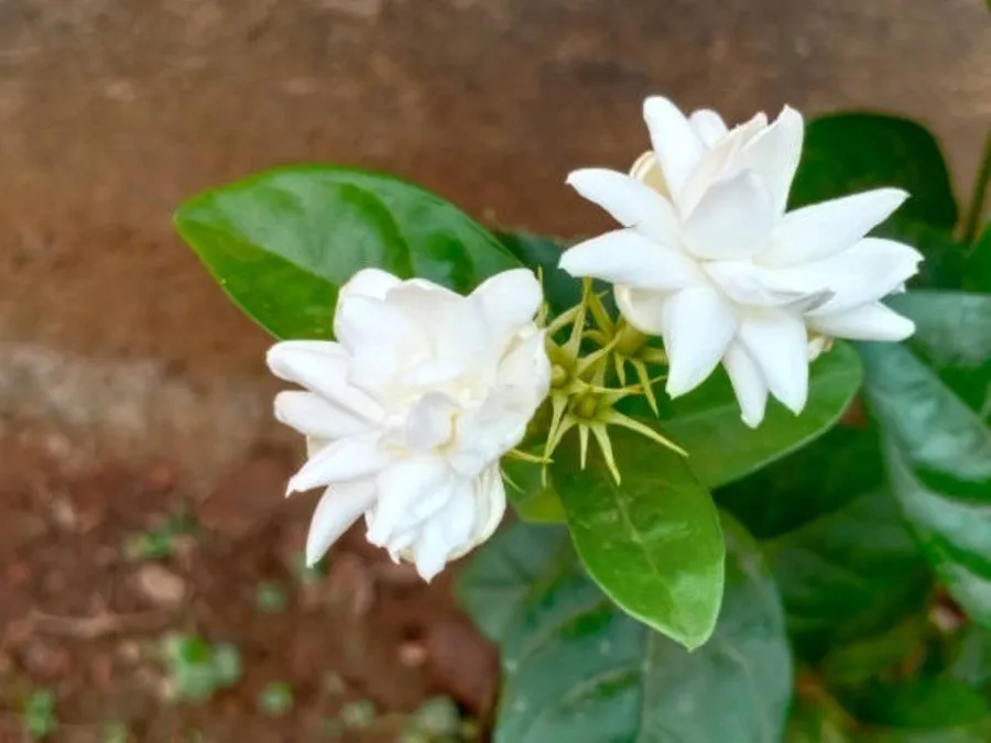 mogra plant not flowering 1.jpg