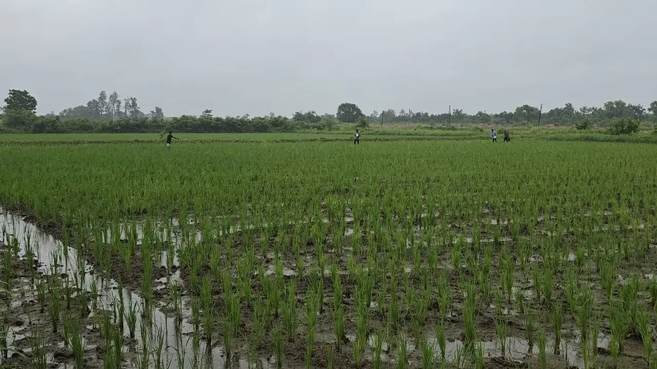 Fertilizer shortage in Navsari 2025 2.jpeg