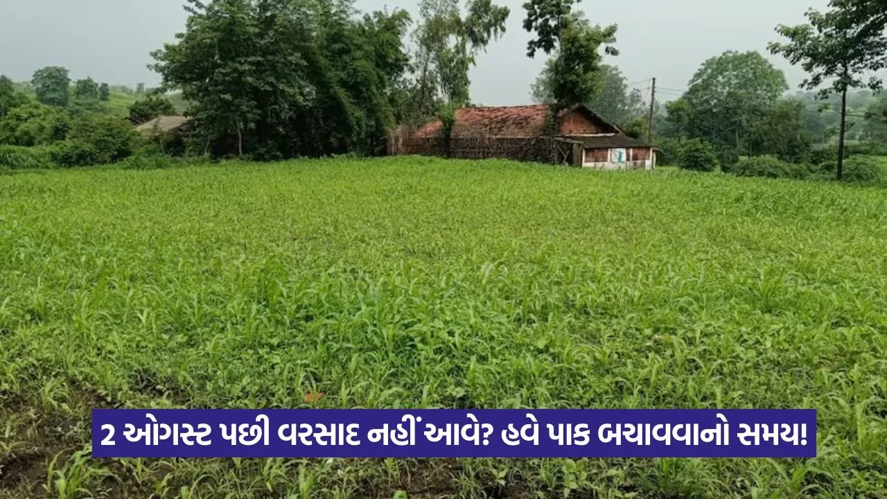 Monsoon forecast Gujarat August 1.jpeg
