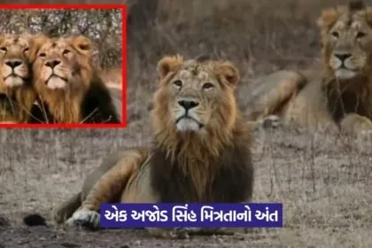 Gir lions Jai Veeru