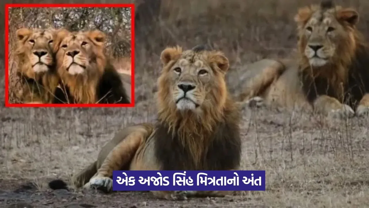 Gir lions Jai Veeru.jpeg