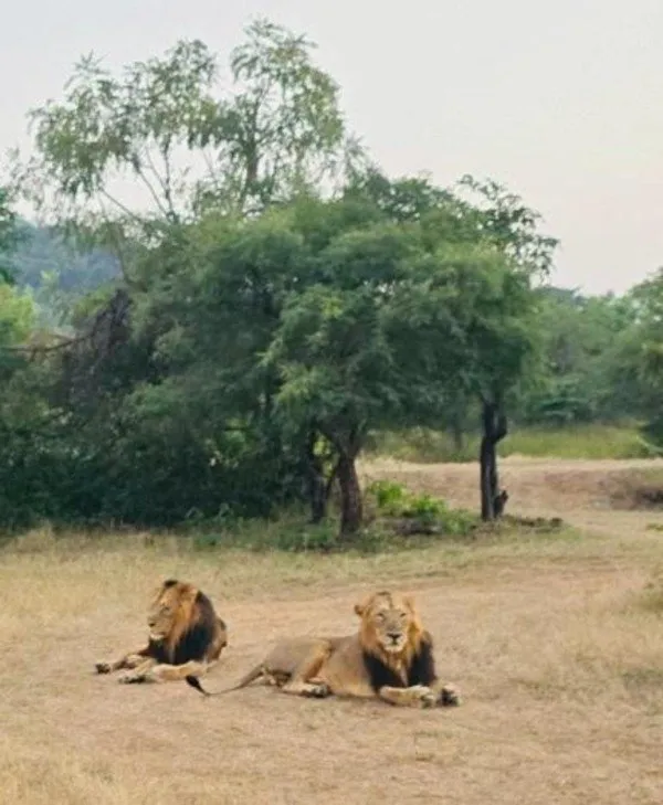Gir lions Jai Veeru.jpg