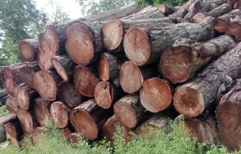 Tun wood farming profit 2.jpeg